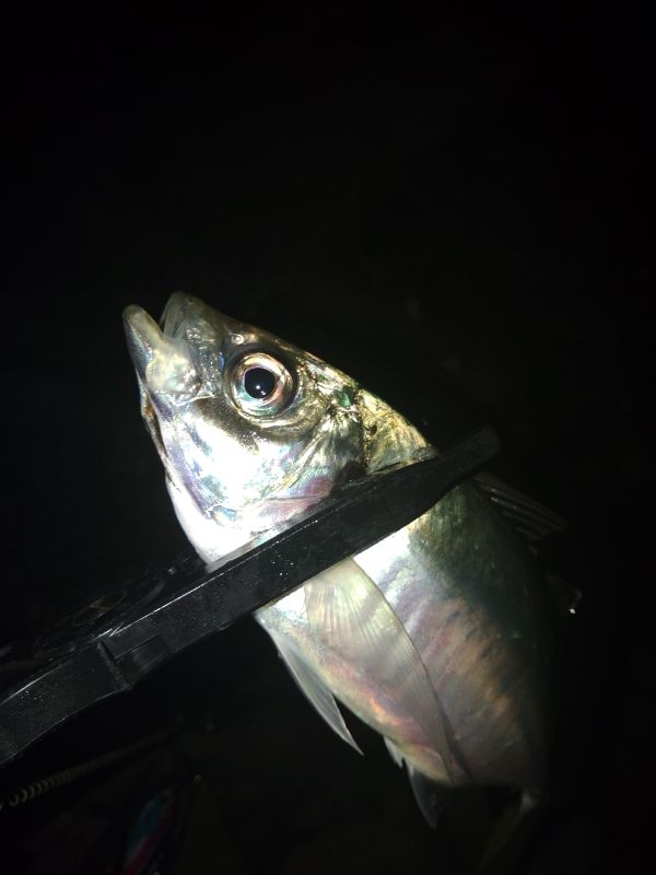 (尺アジ)フロートゲーム～