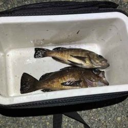 二見メバリング|梅雨メバル終盤も20UP連発!