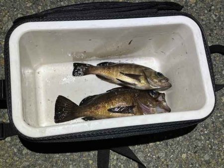 二見メバリング|梅雨メバル終盤も20UP連発!