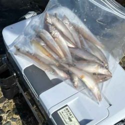 姫路から赤穂までキスの群れ探し