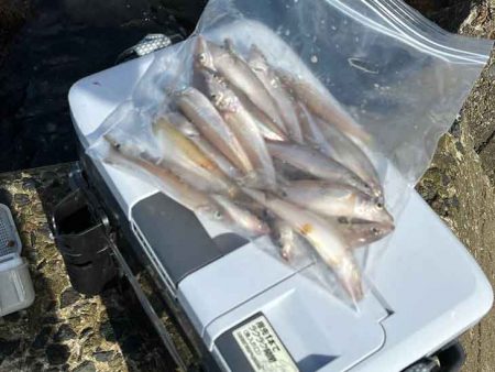 姫路から赤穂までキスの群れ探し