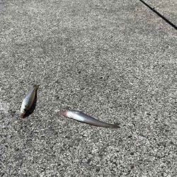 苅屋波止で早朝キス釣り絶好調！