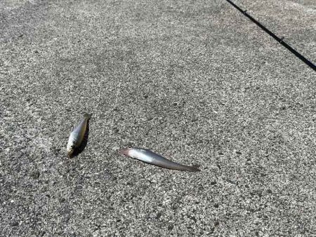 苅屋波止で早朝キス釣り絶好調！