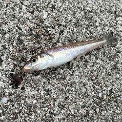 激渋からポイント移動で好調に！