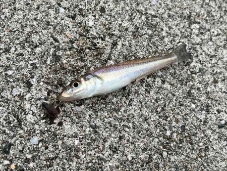 激渋からポイント移動で好調に！