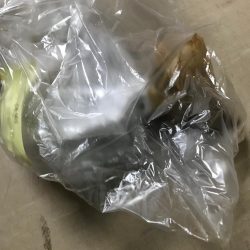 清掃活動：ｾｲｺﾞ釣り～夏の陣～