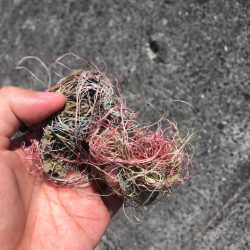 清掃活動：ツバス