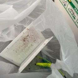 清掃活動：ちょい投げでキス