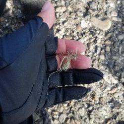 清掃活動：エギングメインの五目釣り