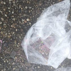 清掃活動：チョイ投げでキス釣り