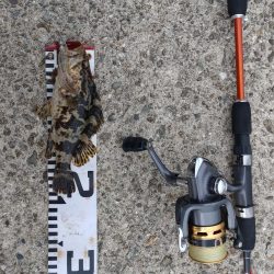 朝マヅメ不発💀