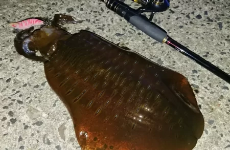 対馬エギング釣果
