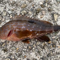 垂水漁港での胴付き釣りでキジハタが！！