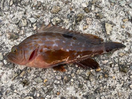 垂水漁港での胴付き釣りでキジハタが！！