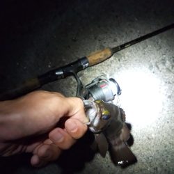 夏の夜のサビキ