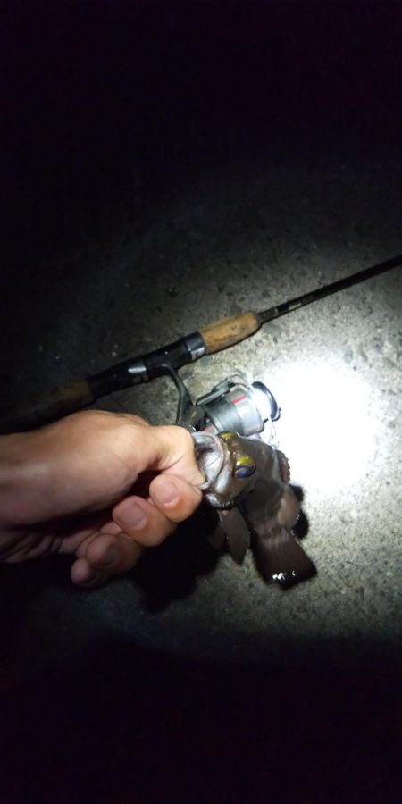 夏の夜のサビキ