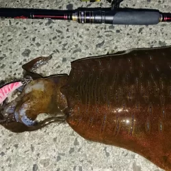 対馬エギング釣果