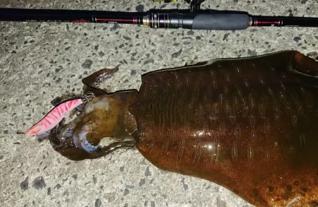 対馬エギング釣果