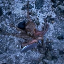 陸っぱりからがんばる男