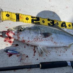 伊島港で青物！