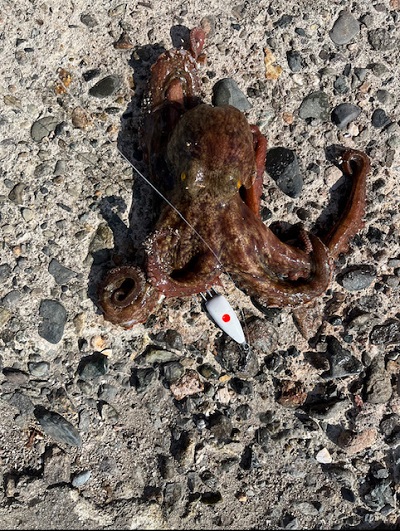 陸っぱりからがんばる男