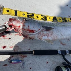 伊島港で青物！