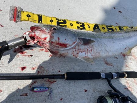 伊島港で青物！