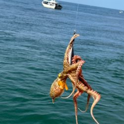 陸っぱりからがんばる男