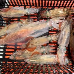 大人の夜遊び マイカ釣り！