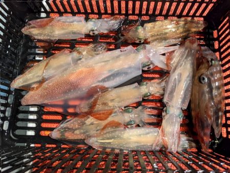 大人の夜遊び マイカ釣り！