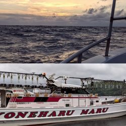 大人の夜遊び マイカ釣り！