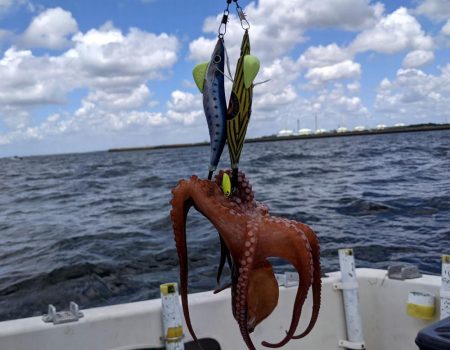 愛知／新舞子沖タコ釣り！