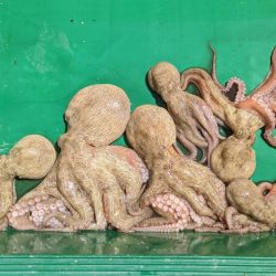 愛知／新舞子沖タコ釣り！