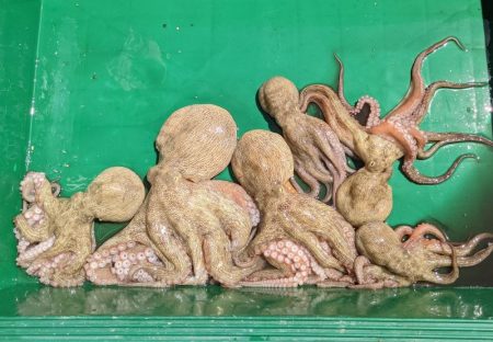 愛知／新舞子沖タコ釣り！