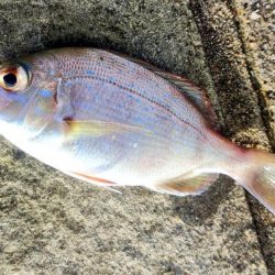 千里ヶ浜で投釣り