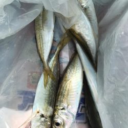 ノマセとショアジギ