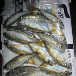 短時間暇つぶしお豆アジング