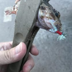 夕マズメのガシラゲーム