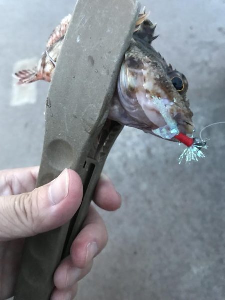 夕マズメのガシラゲーム