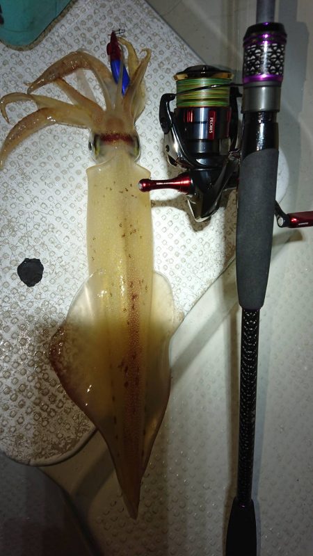 壱岐ではなく対馬ですが……