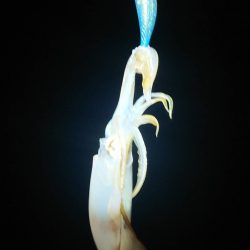 対馬エギング釣果