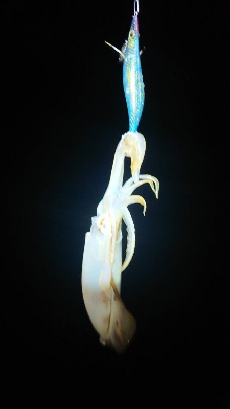 対馬エギング釣果