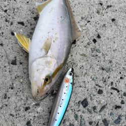 シイラとネイリ