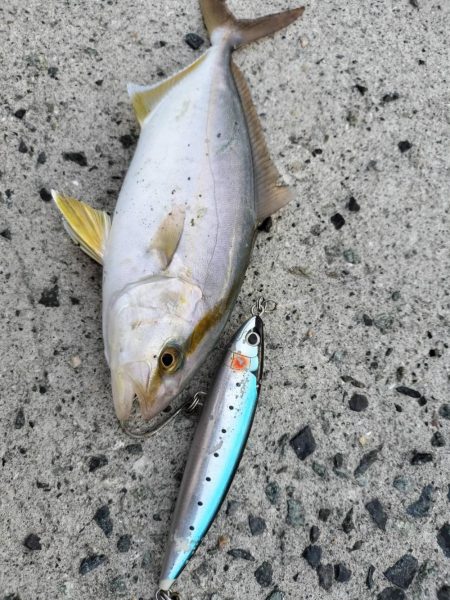 シイラとネイリ