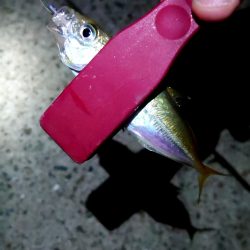 連夜の豆アジング