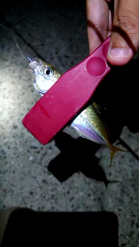 連夜の豆アジング