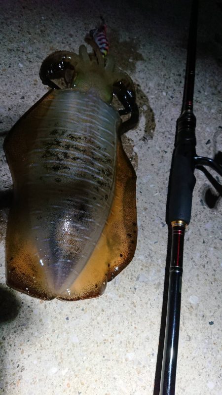 対馬エギング釣果