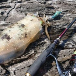 対馬エギング釣果