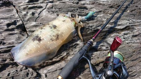 対馬エギング釣果