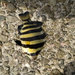 サビキ釣り、ハギング